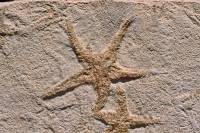 Etoile de mer fossile